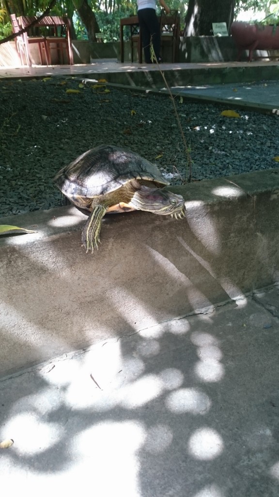 Beestjes in de tuin.