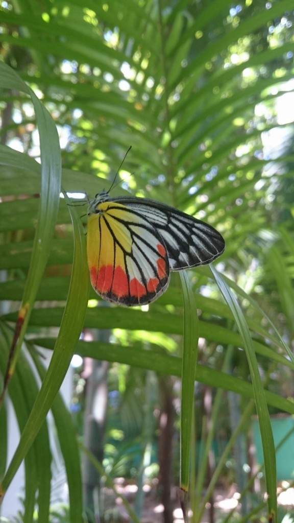 Beestjes in de tuin.