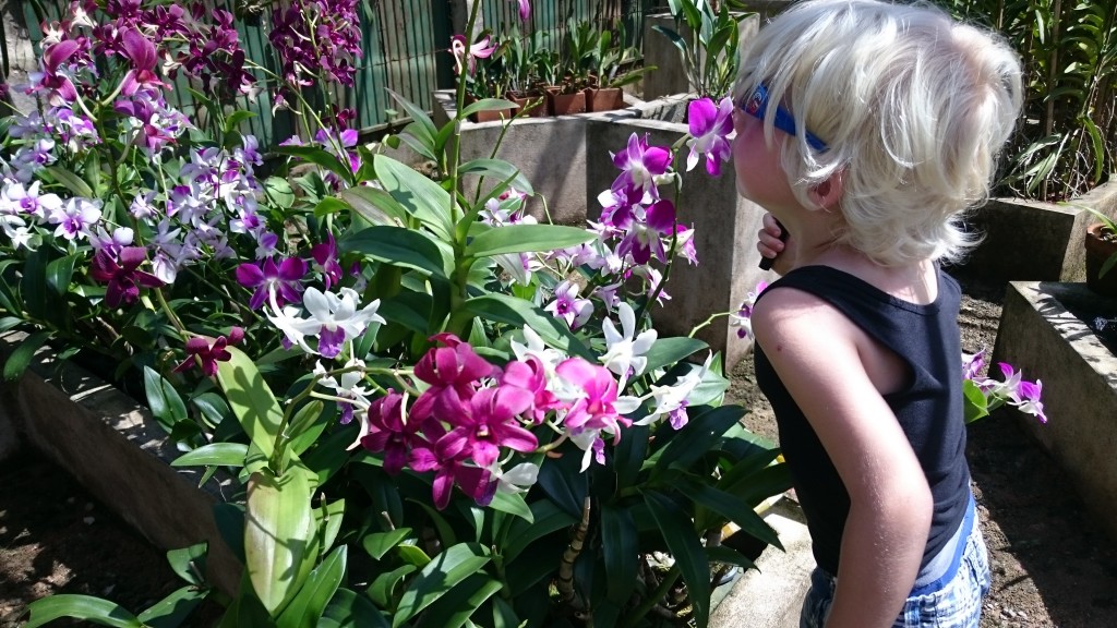 Over bloempjes en vlindertjes.