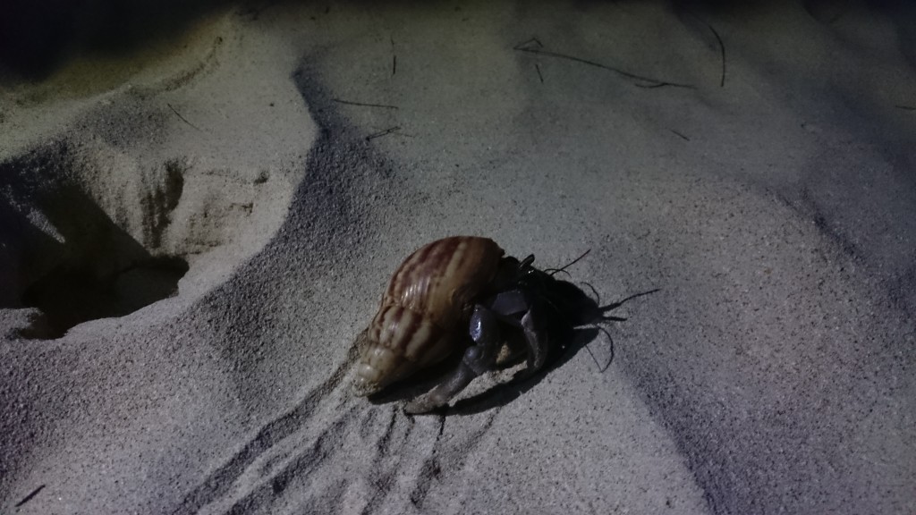 Ook heremietkreeften chillen op het strand.